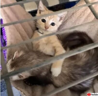 これはもう熱愛報道です！猫が密会現場を目撃される 