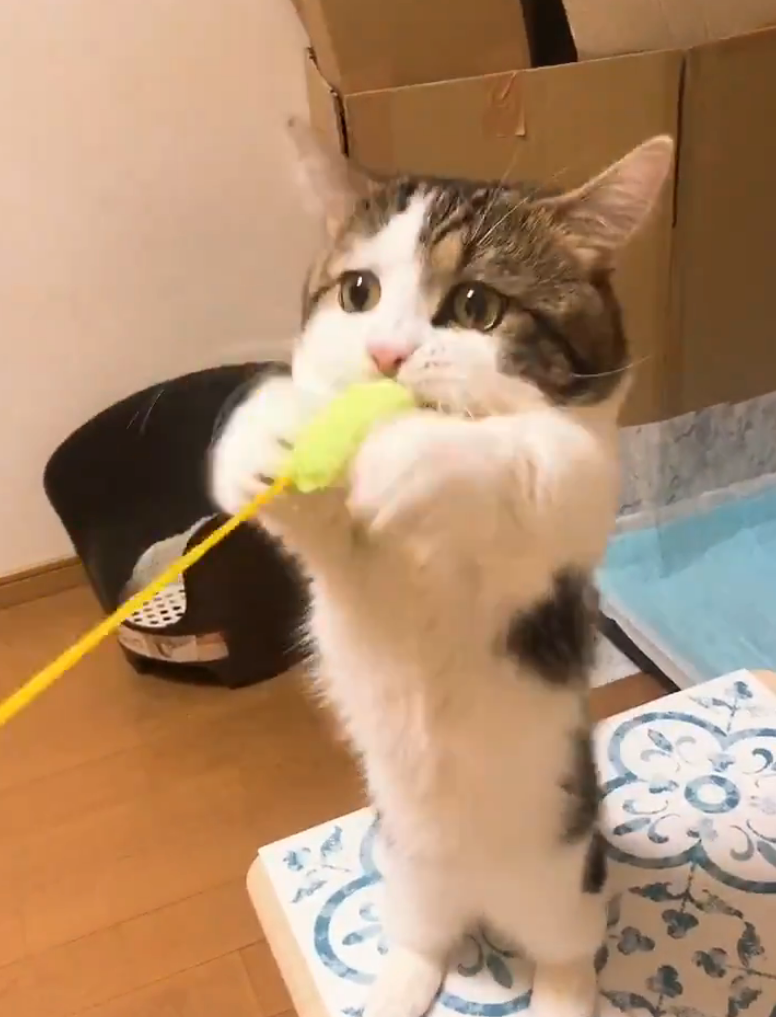 遊ぼう！『猫じゃらし』