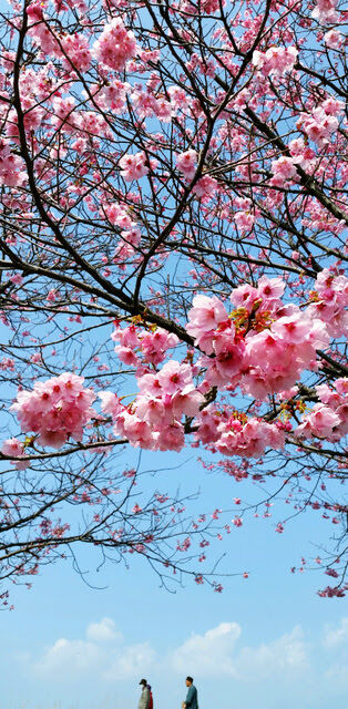 砥部町で早咲きの「陽光桜」見ごろ 約９０本が満開 来週末はソメイヨシノも【愛媛】