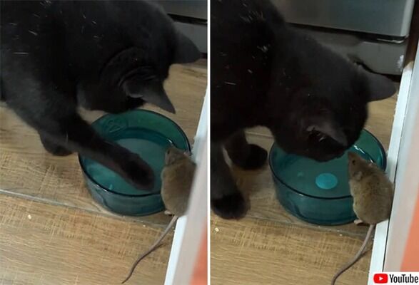 猫がネズミにチュー＆同じ皿の水を飲んだ！