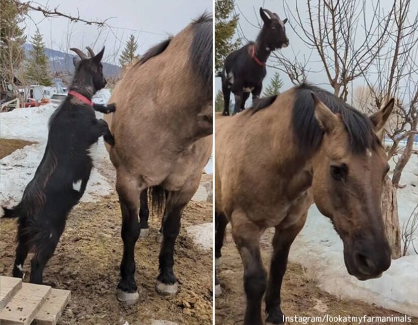 人よりウマく馬の背に飛び乗ったヤギ！