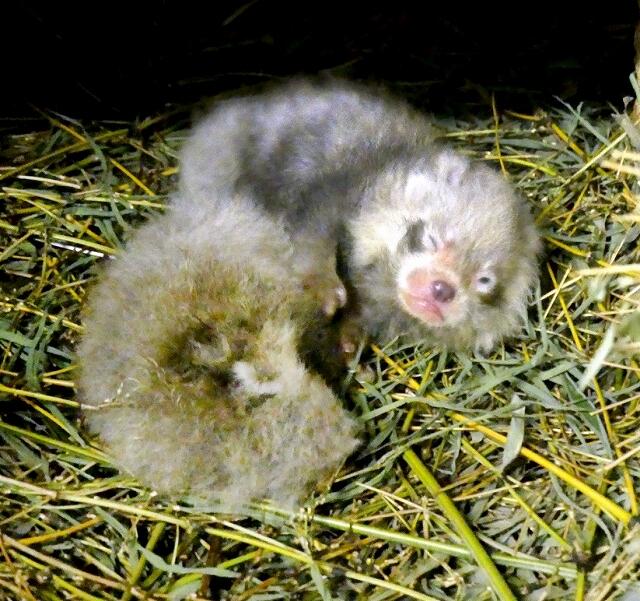 世界の人気者！レッサーパンダ