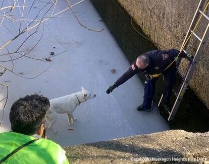 凍った浄水池に落ちた犬を救いだした消防士。必要なのは賄賂と忍耐、上腕二頭筋だった 