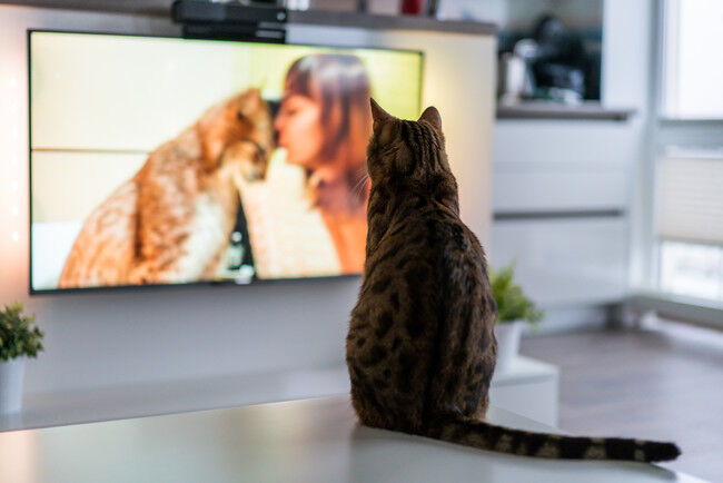 えっ！猫に人気のテレビ番組がー！