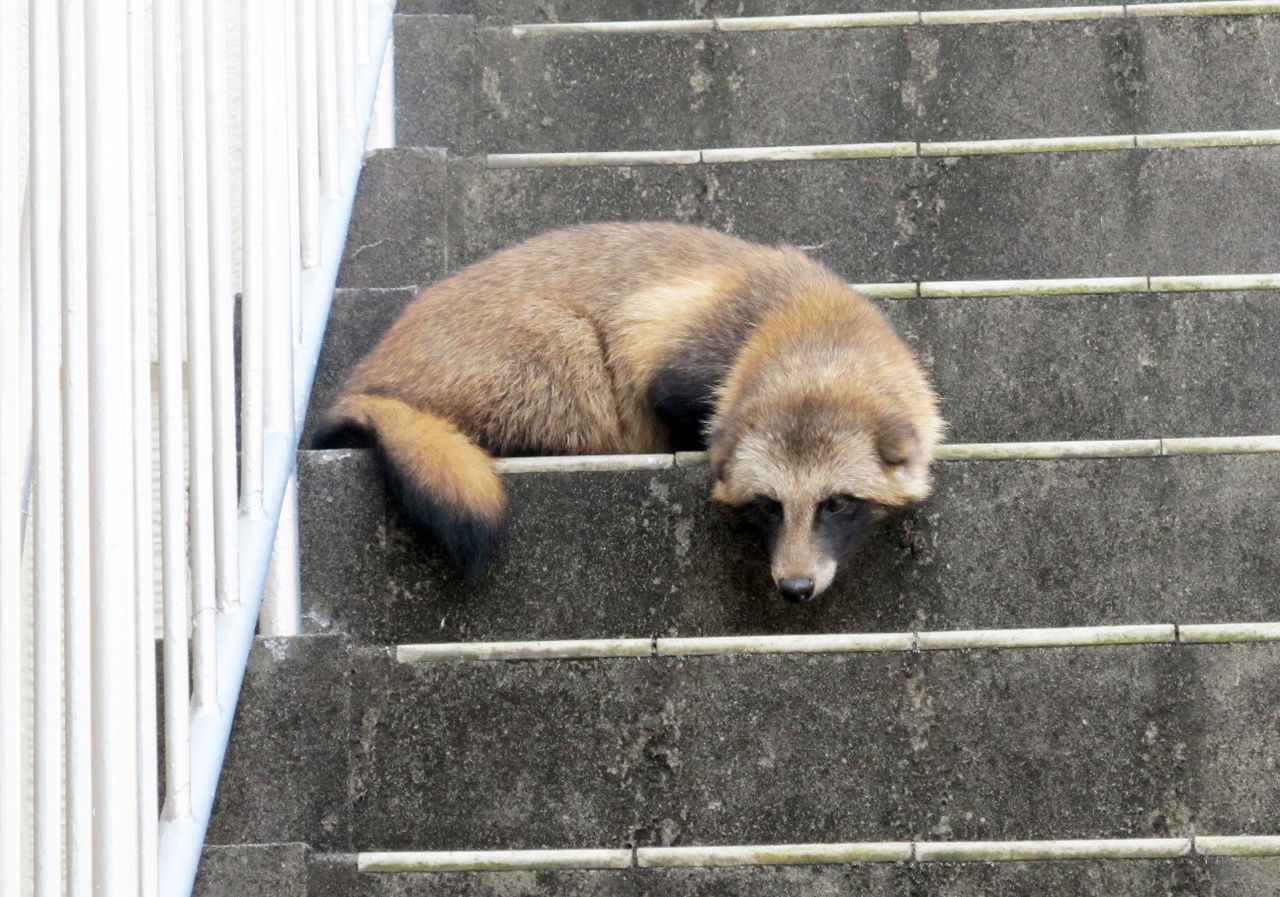 たぬき 練馬区ほうや幼稚園のブログのページです