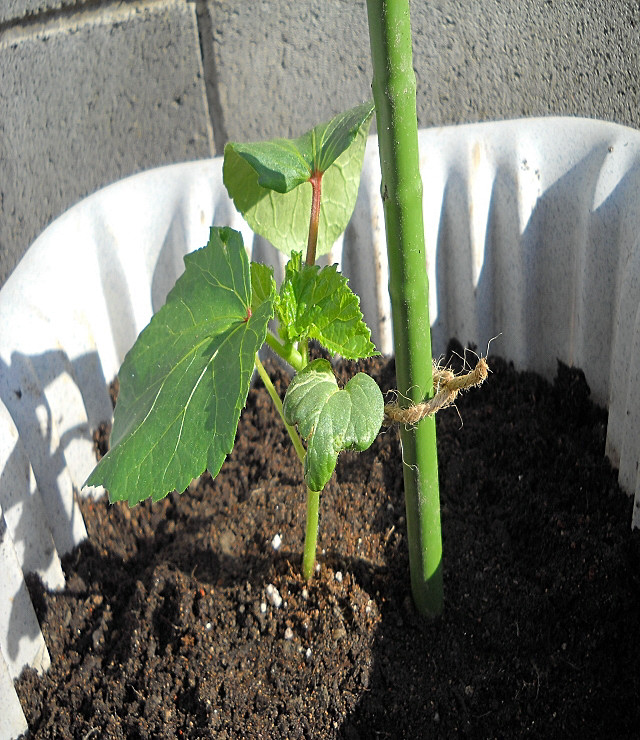 福井県のエクステリア外構ガーデンのホーエイ公式ブログ ガーデンニング豆知識 １ オクラの鉢植え
