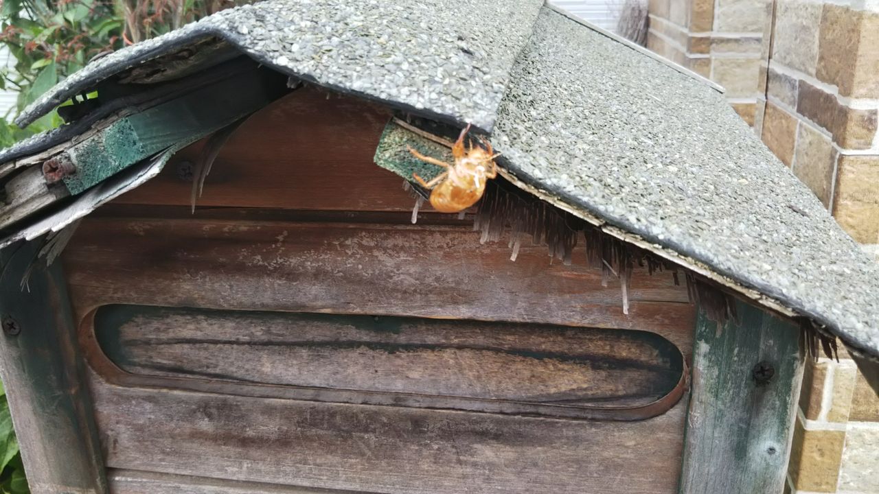 セミの 居酒屋 北條 ブログ セミの 居酒屋 北條 ブログ