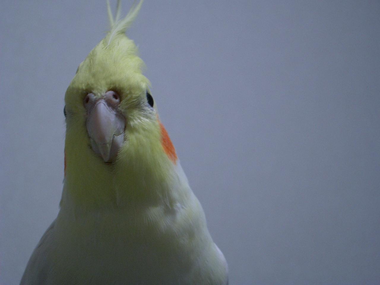 オカメ日記 壁紙にどうぞ