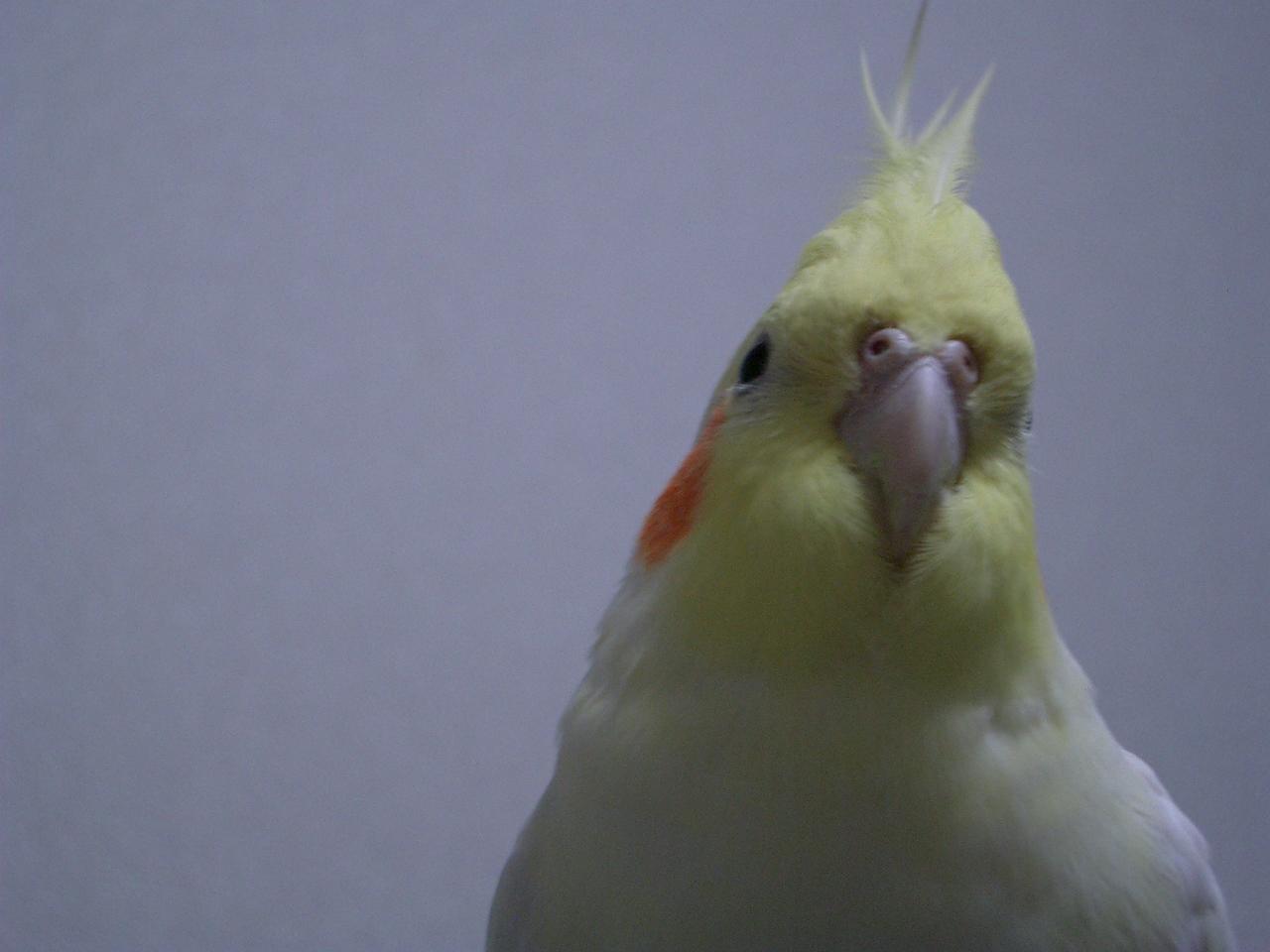 オカメ日記 壁紙にどうぞ