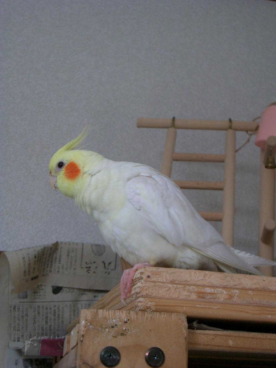 オカメ日記 06年06月 オカメ日記 06年06月