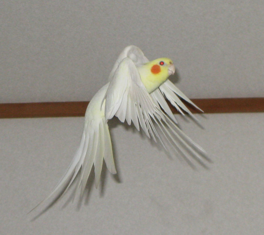 オカメ日記 飛んでるオカメインコ オカメ日記 飛んでるオカメインコ