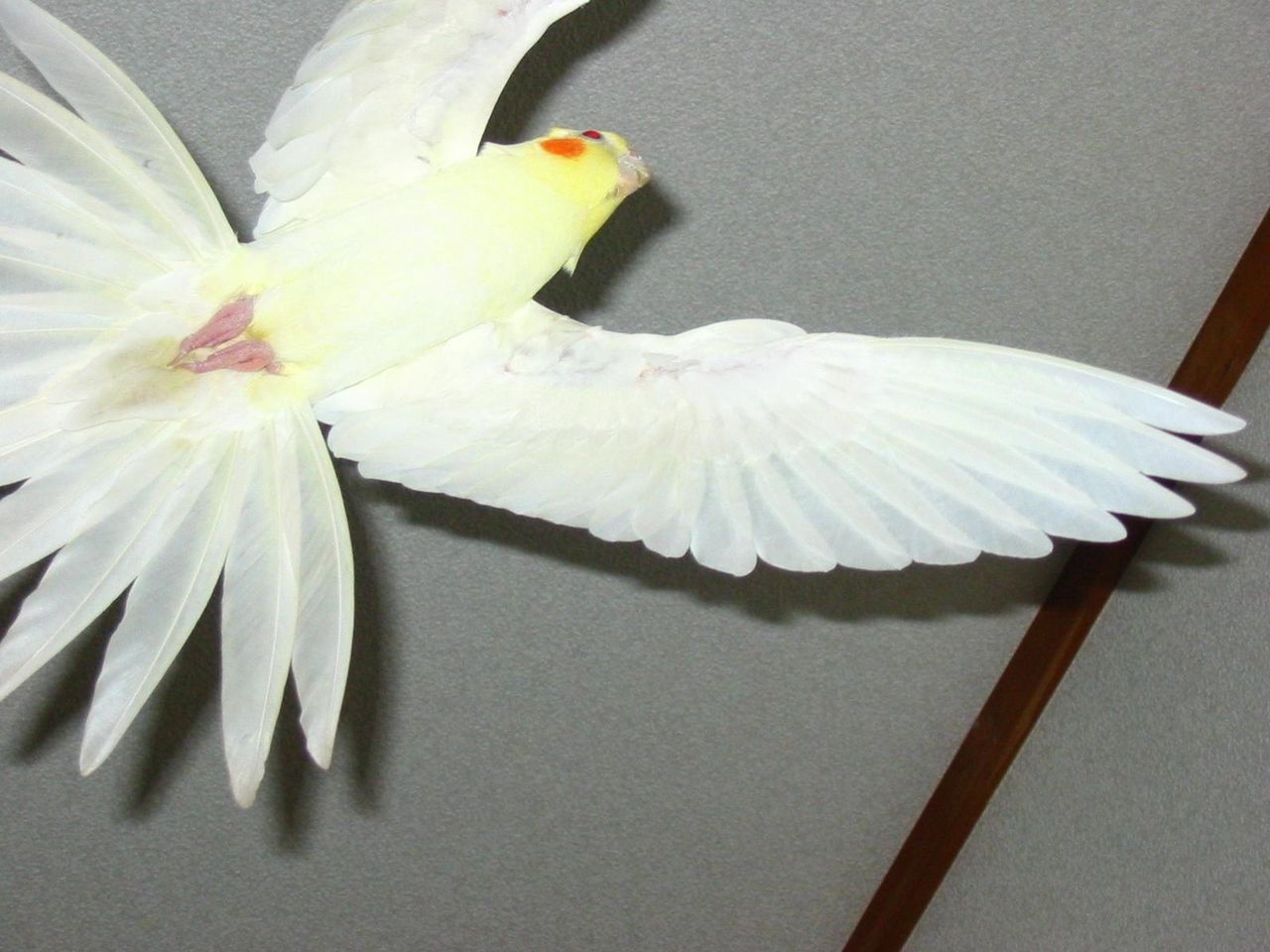 オカメ日記 みずきの飛んでる写真 オカメ日記 みずきの飛んでる写真