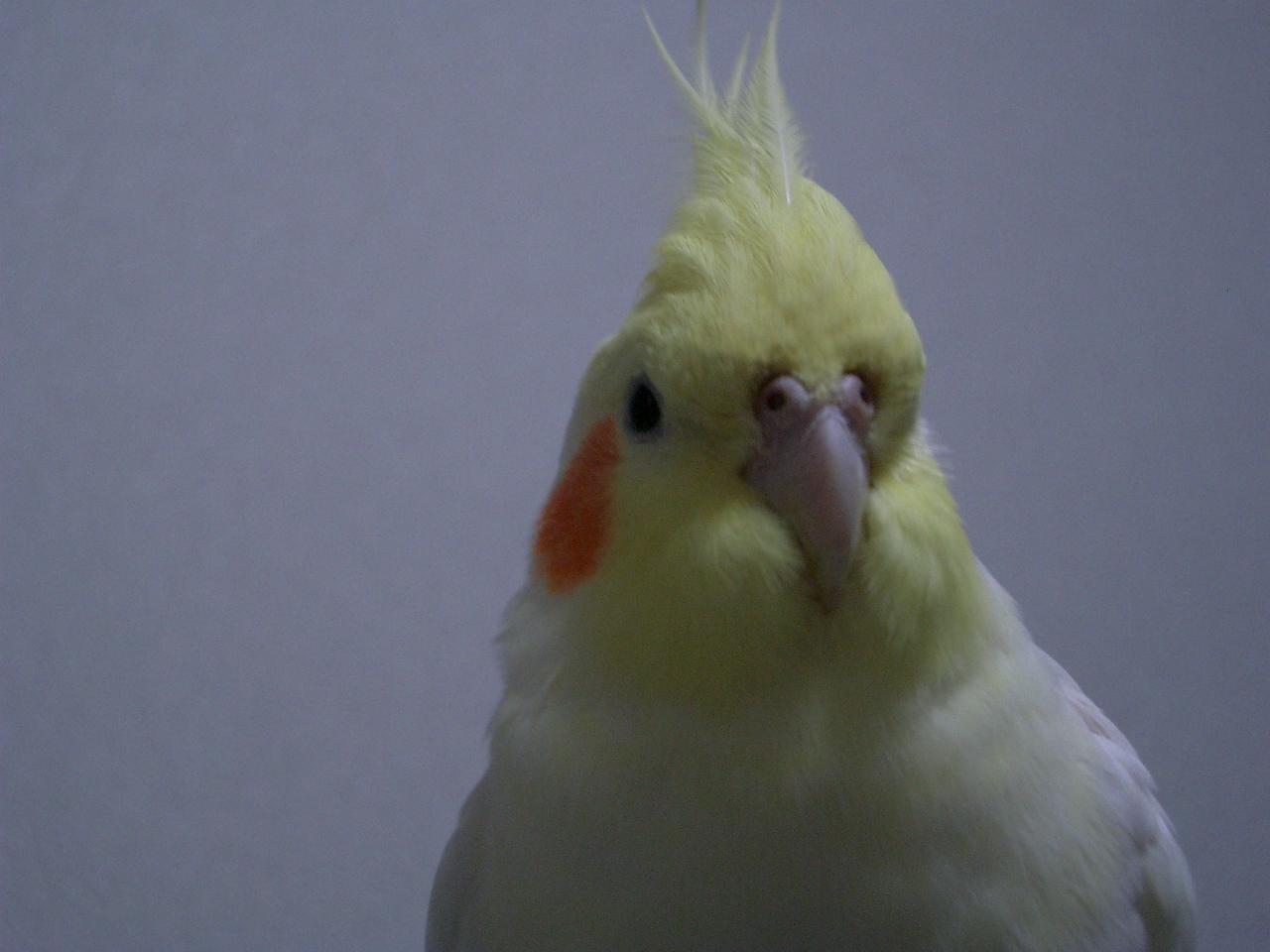 オカメ日記 壁紙にどうぞ
