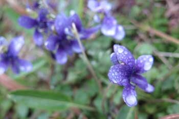 IMG_1883a