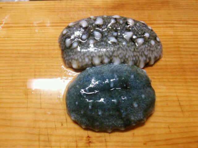 人生初の 疎水のそばから