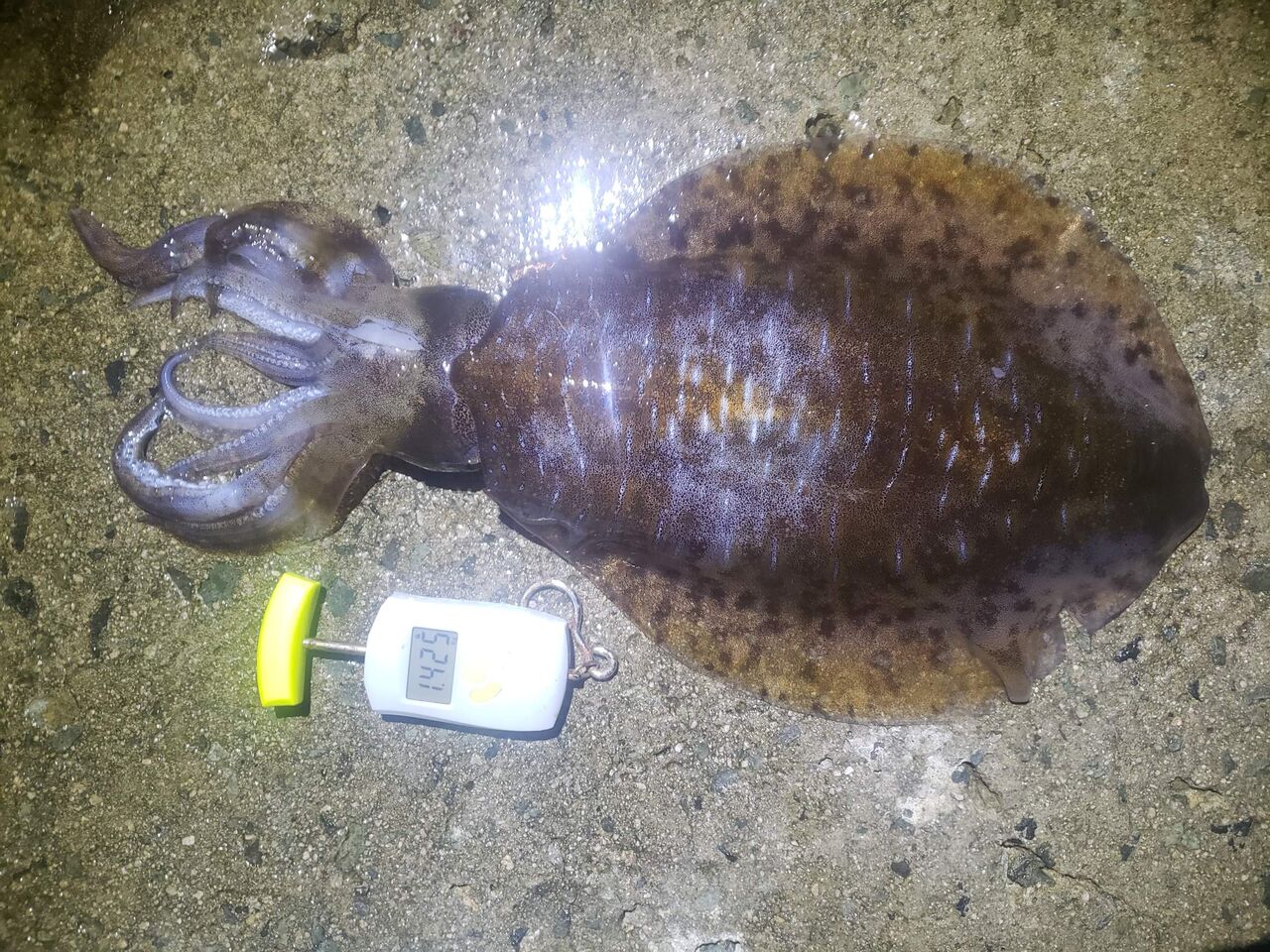 いか イカ 烏賊 Squid ハウスドゥ 出雲店のスタッフブログ