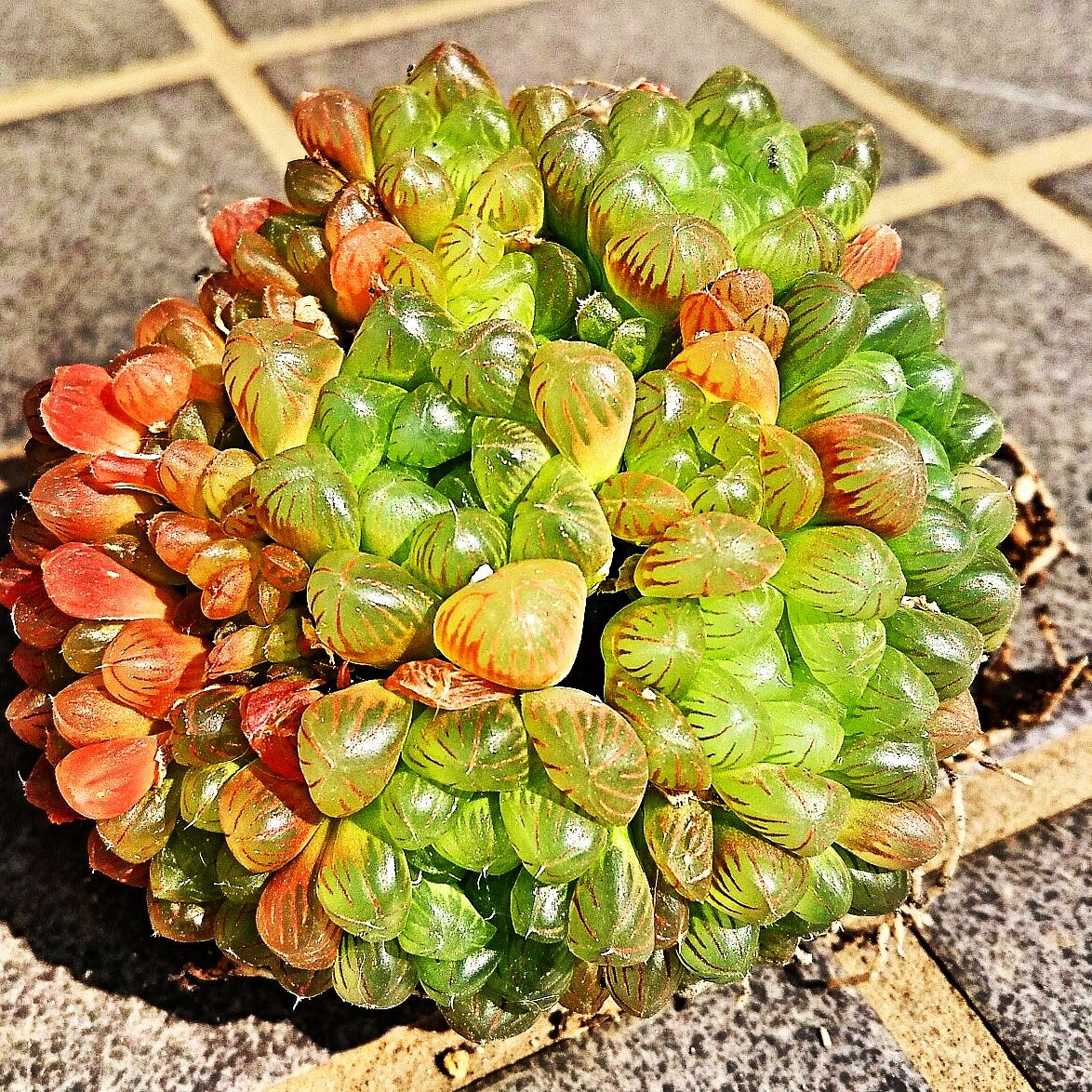 ハオルチア オブツーサ トゥルンカータの株分け ジュエル オーキッドと多肉の日々 ブログ ハオルチア オブツーサ トゥルンカータの株分け ジュエル オーキッドと多肉の日々 ブログ