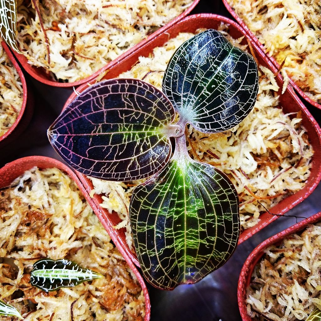 ドッシニア・マルモラータ : ジュエル・オーキッドと多肉の日々*ブログ