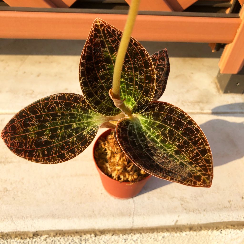 植え替えday ジュエル オーキッドと多肉の日々 ブログ 植え替えday ジュエル オーキッドと多肉の日々 ブログ