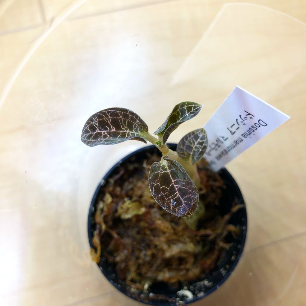 ドッシニア・マルモラータ・ダイィ。 : ジュエル・オーキッドと多肉の