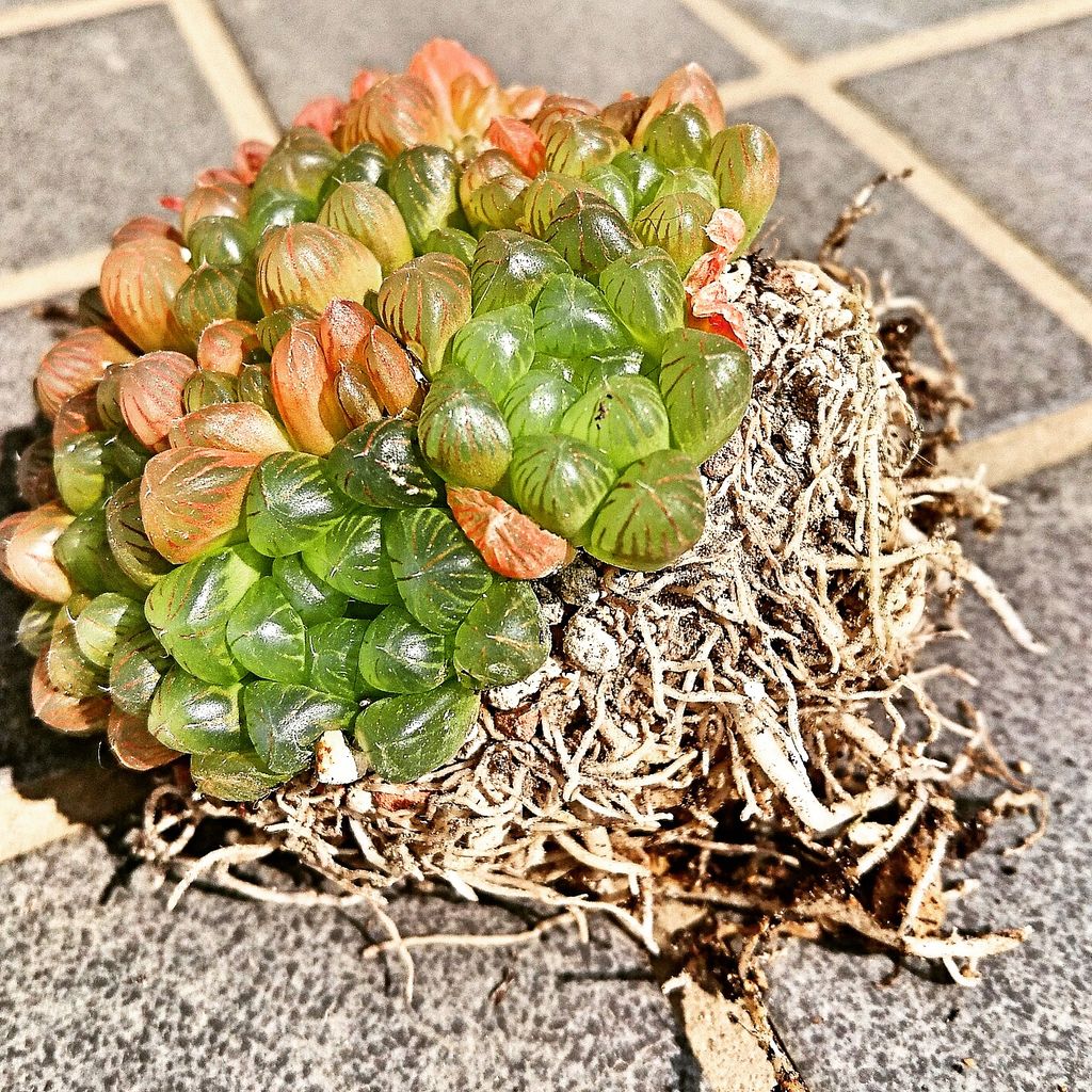 ハオルチア オブツーサ トゥルンカータの株分け ジュエル オーキッドと多肉の日々 ブログ ハオルチア オブツーサ トゥルンカータの株分け ジュエル オーキッドと多肉の日々 ブログ