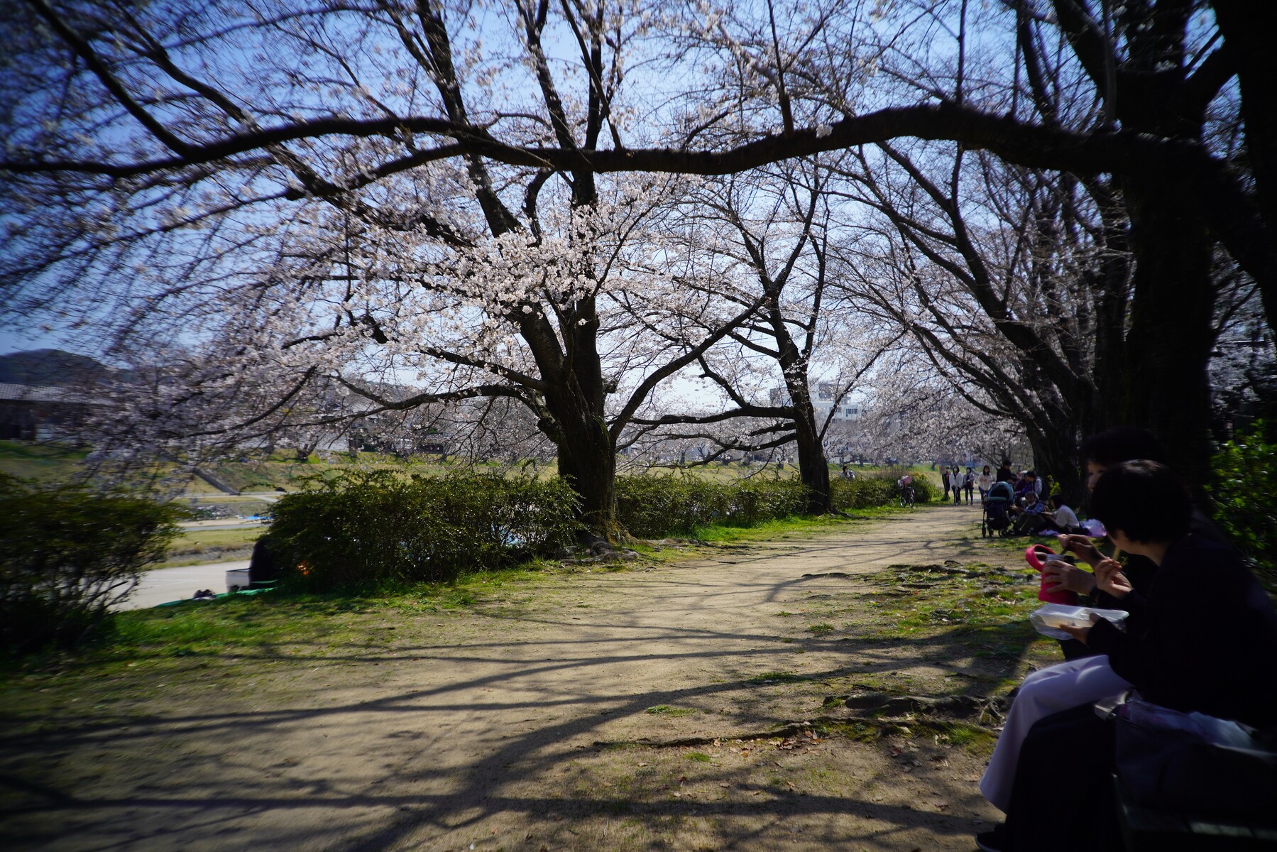 後楽園の桜を写しました 岡山後楽園を写そう