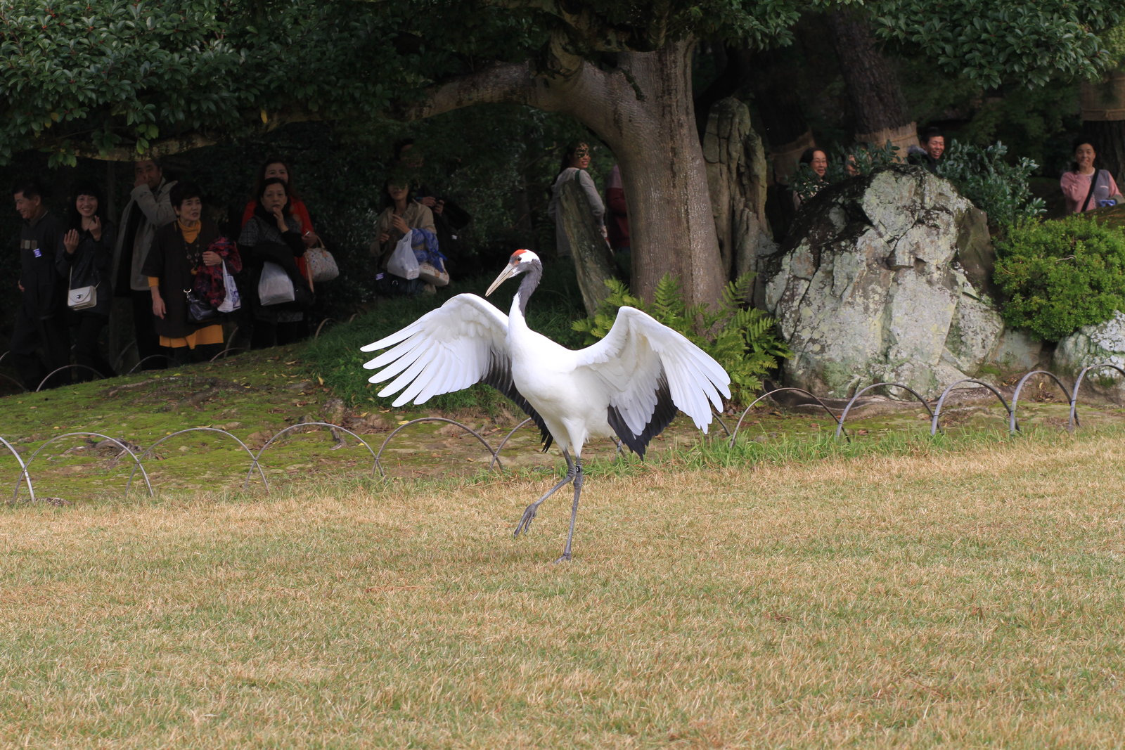 岡山後楽園の鶴を写した 岡山後楽園 鶴 鳥 画像 岡山後楽園を写そう