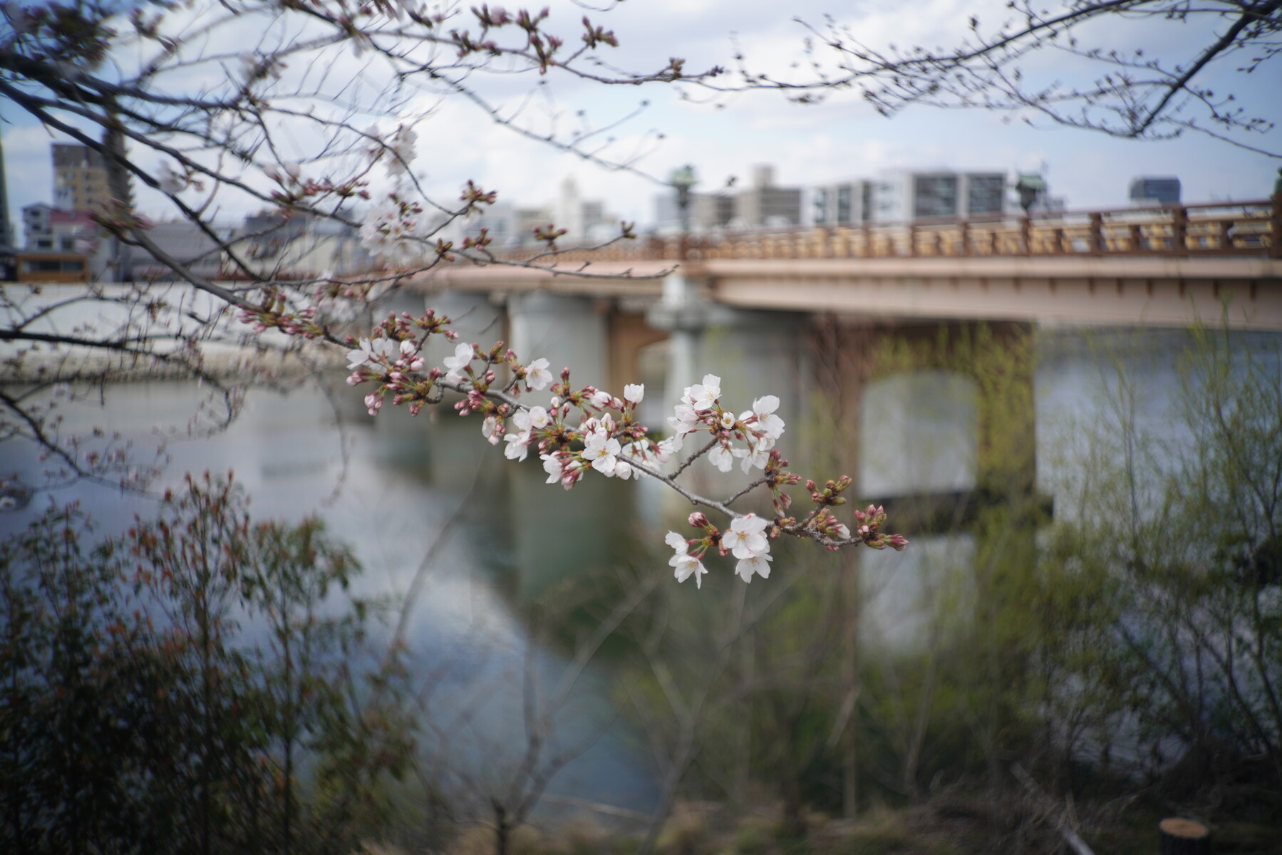 桜咲く岡山後楽園を写しました 岡山後楽園を写そう