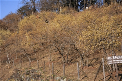 蝋梅5