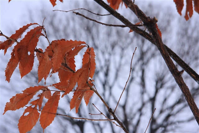 公園7
