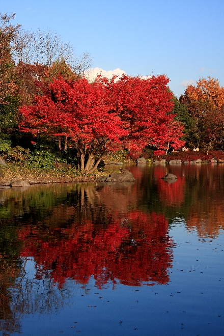 紅葉2