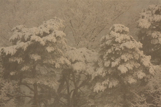 雪景色