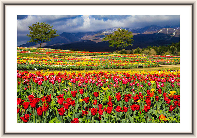絵になる花畑 カメラ小僧の写真日誌