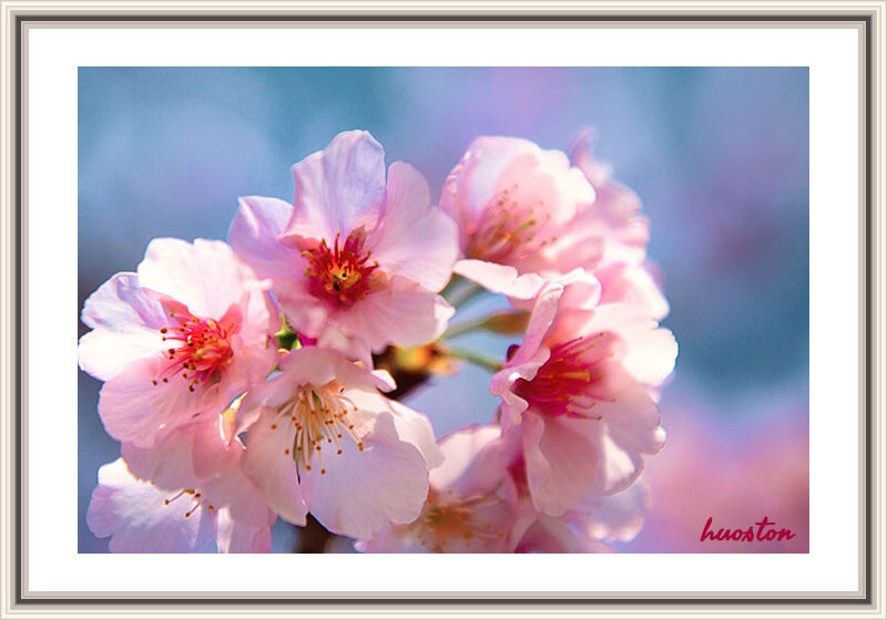 寒桜1