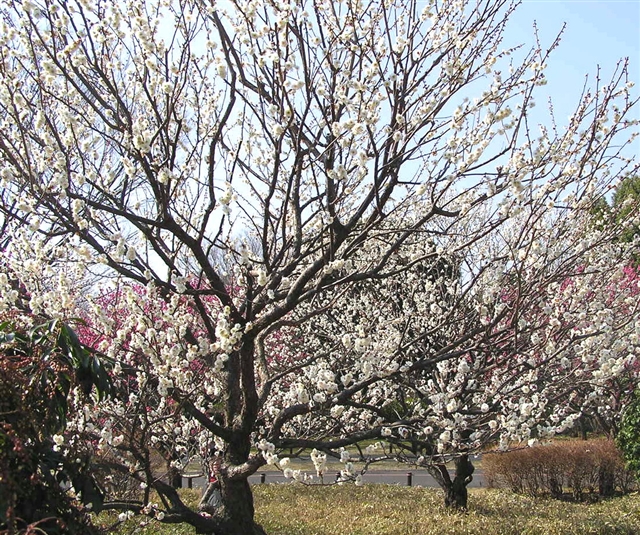 公園1