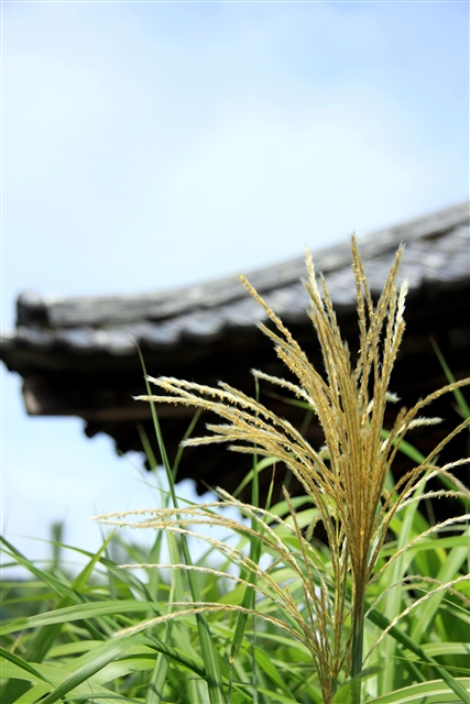 尾花3