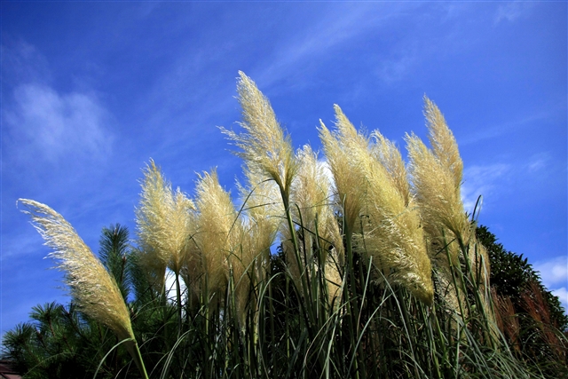 尾花1