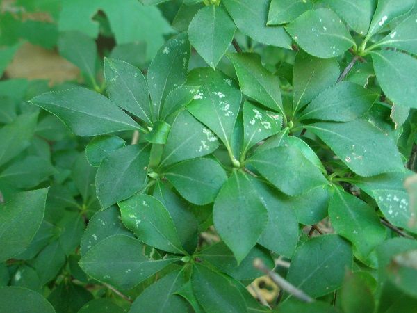 ツツジグンバイ虫かな となりのにわ ツツジグンバイ虫かな となりのにわ