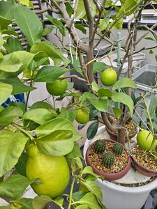 レモンの想い出-4