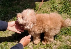 わんだふる17-5.26 (2)