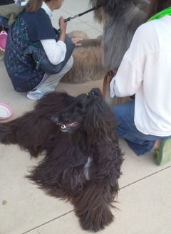 わんだふる９-5.26 (2)