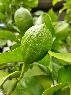 レモンの思い出-3