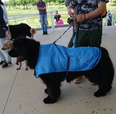 わんだふる3-5.26 (2)