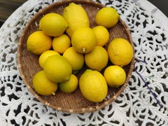 2024レモンの収穫