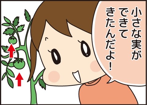 20170629トマトの値段2