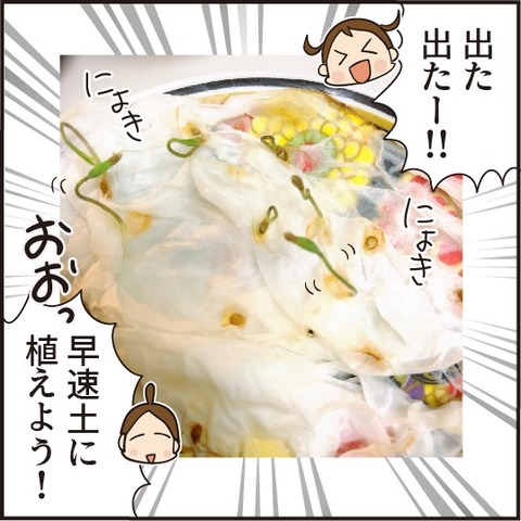 202008028トマトを育てよう4