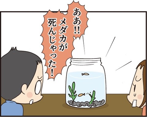 20191104赤ちゃんメダカ1