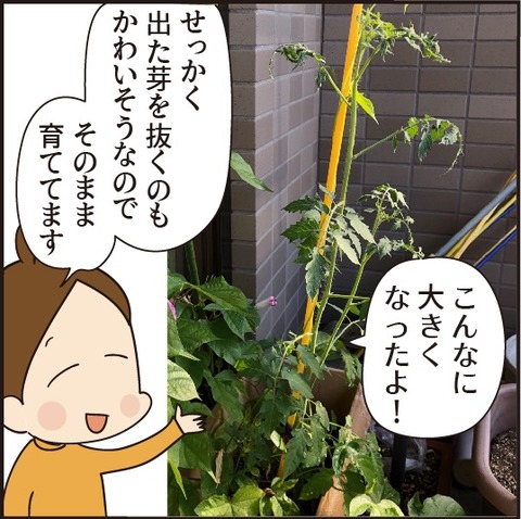 202008028トマトを育てよう6