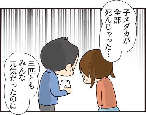 20191104赤ちゃんメダカ2