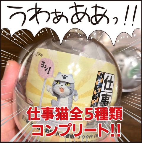 20200702現場猫5